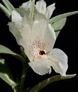 Ghost Flower, Mohavea confertiflora 0269